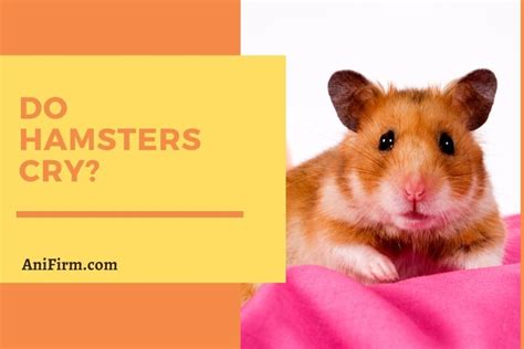 Will hamsters cry?