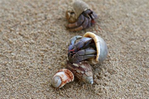Will hermit crabs hurt each other?