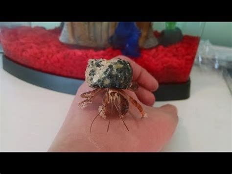 Will hermit crabs pinch you?