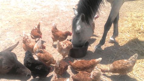 Will horses eat chickens?