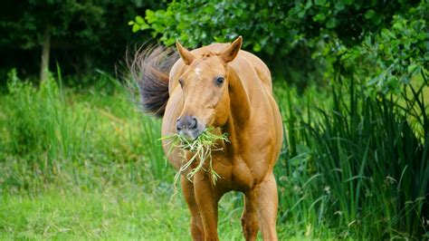 Will horses eat small animals?