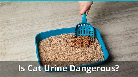 Will human urine keep cats away?