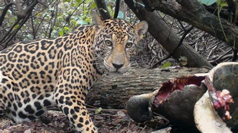 Will jaguars hunt humans?