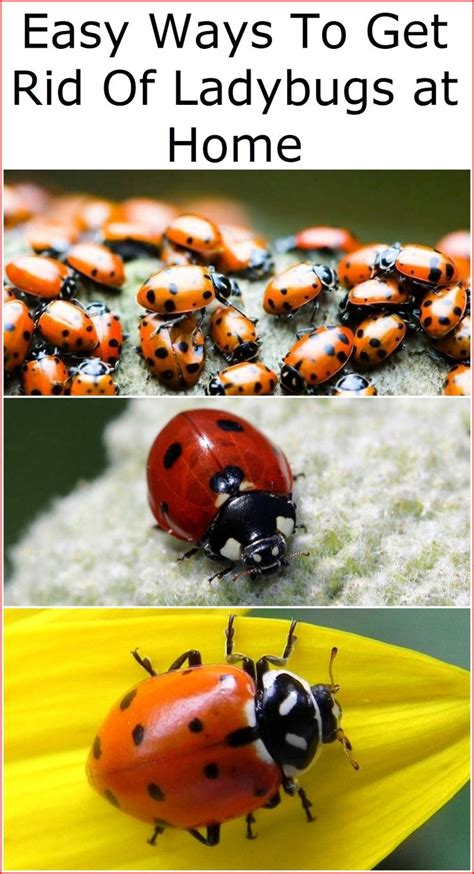 Will ladybugs get rid of fleas?