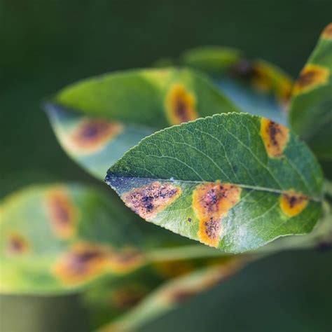 Will leaf spot disease go away?