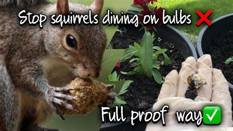 Will lemon deter squirrels?