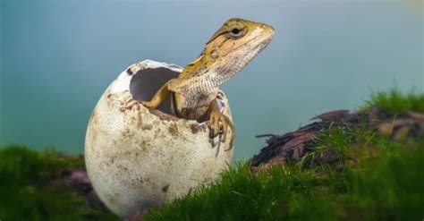 Will lizards eat their own eggs?