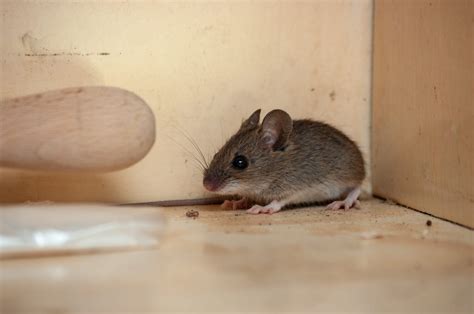 Will mice avoid you while sleeping?