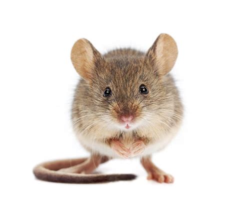Will mice bother you at night?