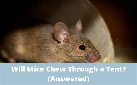 Will mice chew their legs off?