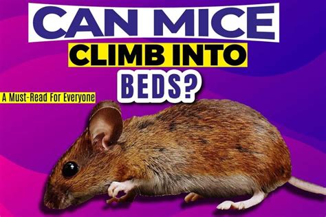 Will mice climb into bed?