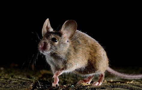 Will mice crawl on you at night?