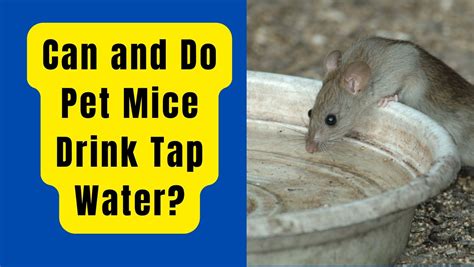 Will mice drink my dogs water?