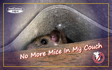 Will mice ever go away?