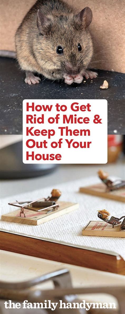 Will mice go away if they hear you?