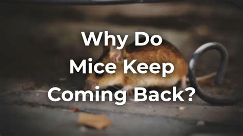 Will mice just keep coming back?