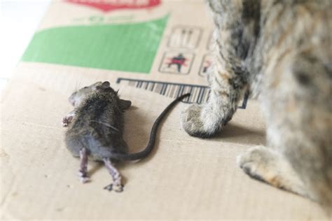 Will mice leave if they see a dead mouse?