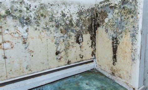Will mold always grow on wet drywall?