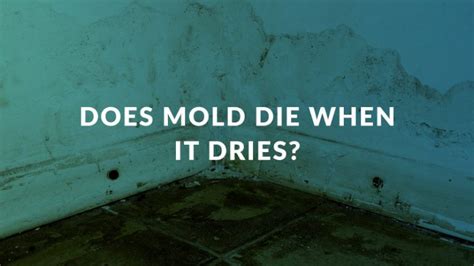 Will mold go away if it dries out?