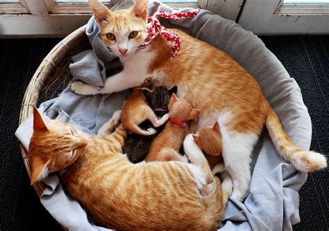 Will mom cats leave their kittens?
