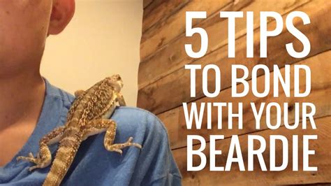 Will my bearded dragon bond with me?