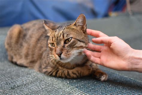 Will my cat accept a stray cat?