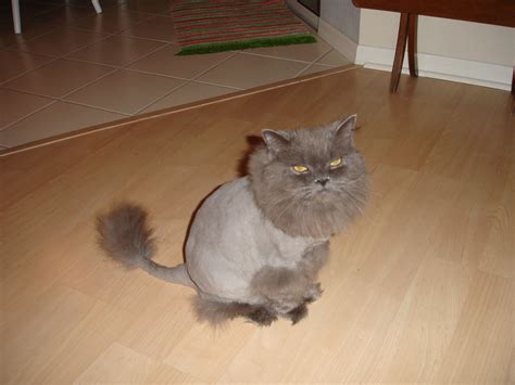 Will my cat be cold with a lion cut?