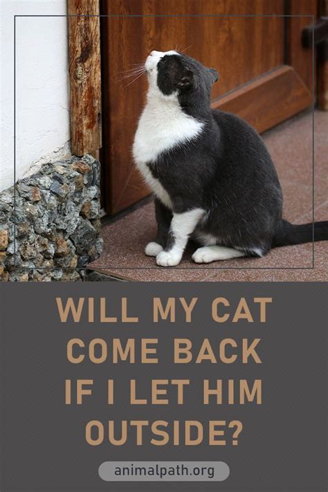 Will my cat come back if I let him outside?