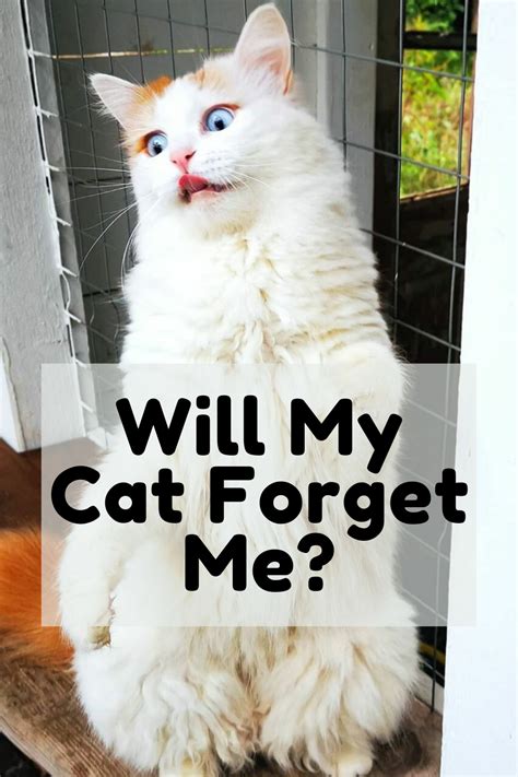 Will my cat forget me after 10 weeks?