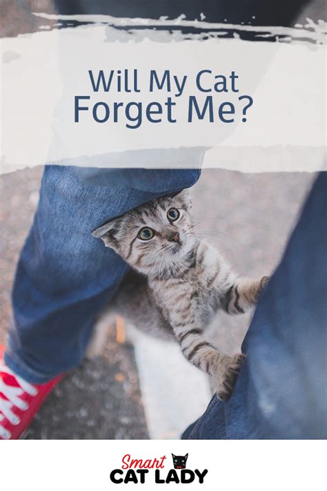 Will my cat forget me if I leave for 10 days?