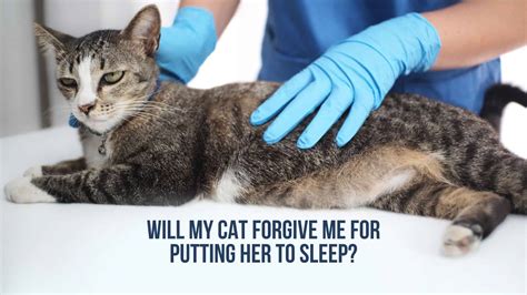 Will my cat forgive me for putting her to sleep?