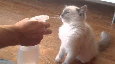 Will my cat forgive me for spray it with water?