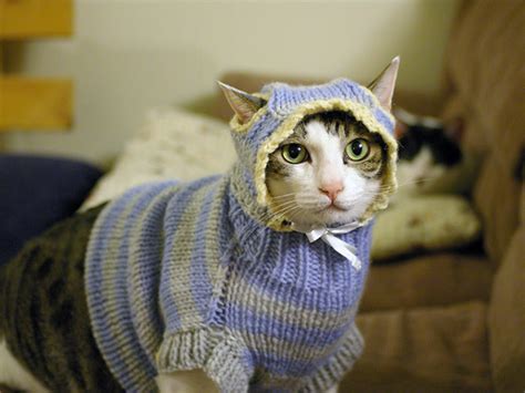 Will my cat get used to wearing a sweater?