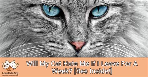 Will my cat hate me if I leave for a week?