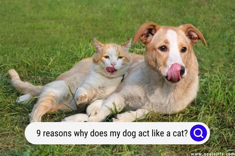 Will my cat learn to like my dog?