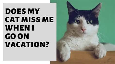 Will my cat miss me if I go on vacation?