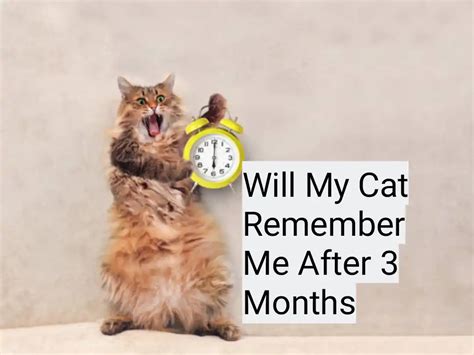 Will my cat remember me after 3 months away?