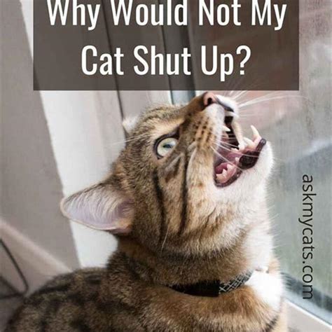 Will my cat stop meowing if I ignore it?