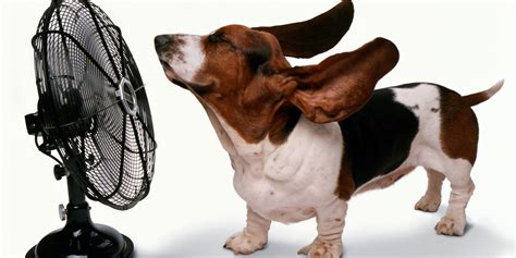 Will my dog be OK without AC?