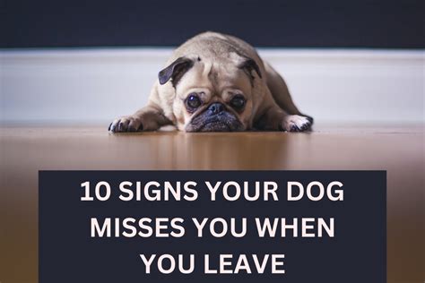 Will my dog miss me if I leave for 2 weeks?