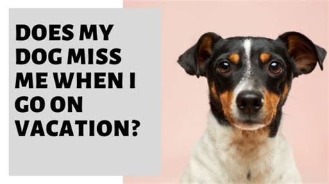 Will my dog miss me on vacation?