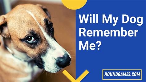 Will my dog remember me if I give him away?