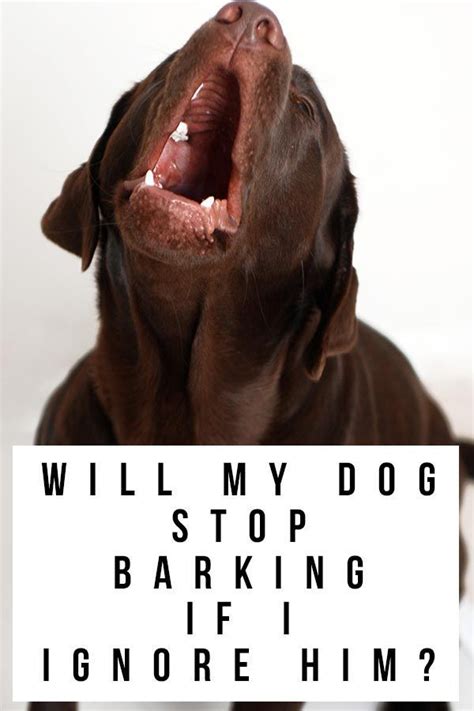 Will my dog stop barking if I ignore it?