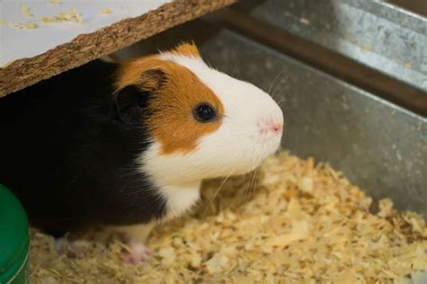 Will my guinea pig remember me after a week?