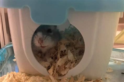 Will my hamster trust me?