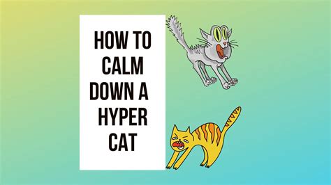 Will my hyper cat ever calm down?