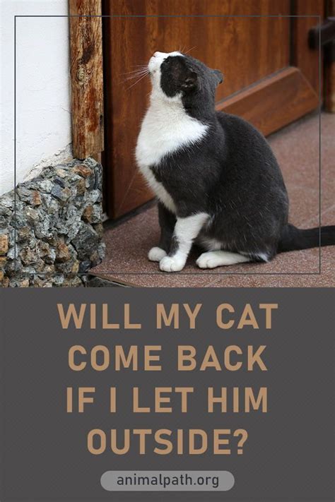 Will my kitten come back if I let it outside?