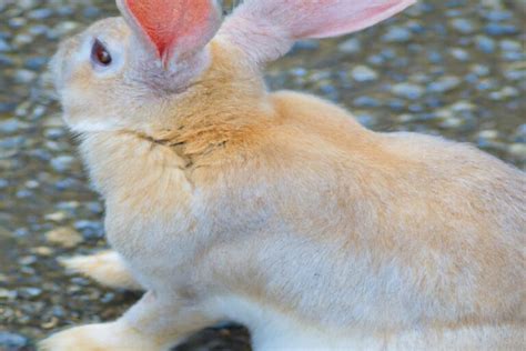 Will my rabbit run away if I let it outside?