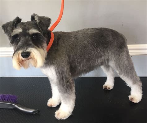 Will my schnauzers hair grow back?