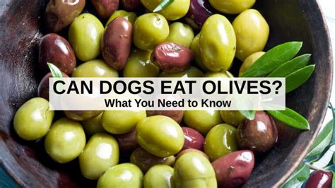 Will one olive hurt my dog?